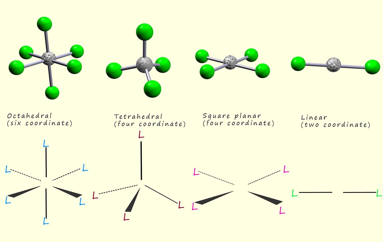 Images showing the common shapes of complexes for the first row transition metals